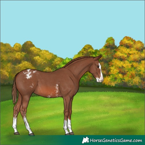 Horse Color:Chestnut Sabino Splash Varnish 