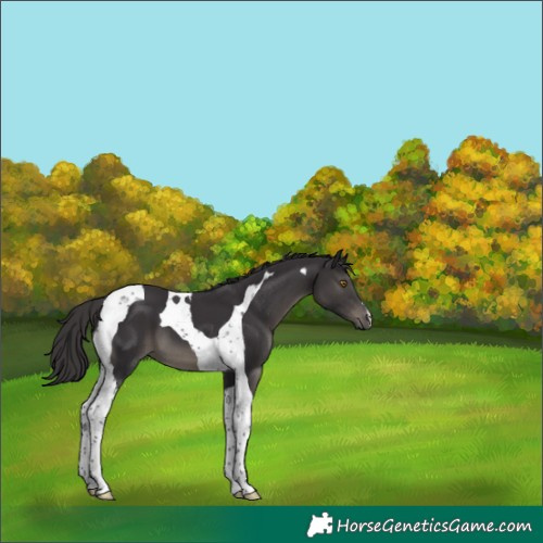 Horse Color:Smoky Black Tobiano 