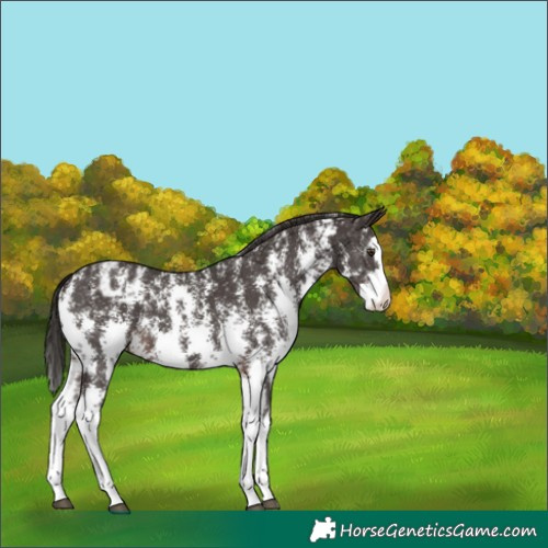 Horse Color:Liver Chestnut Sabino Splash Appaloosa 