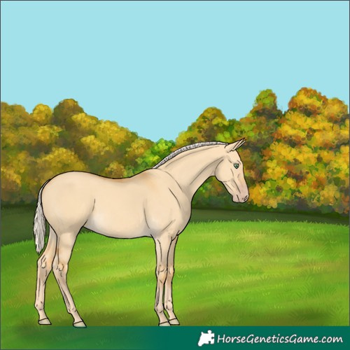 Horse Color:Gold Cream Champagne Dun 