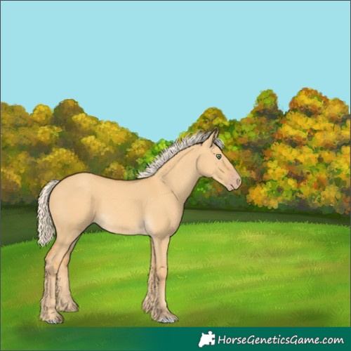 Horse Color:Gold Cream Champagne Dun 