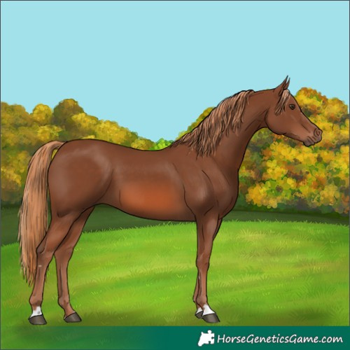 Horse Color:Chestnut 