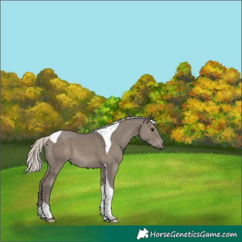 Horse Color:Silver Grullo Tobiano 
