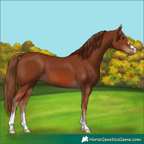 Horse Color:Chestnut 