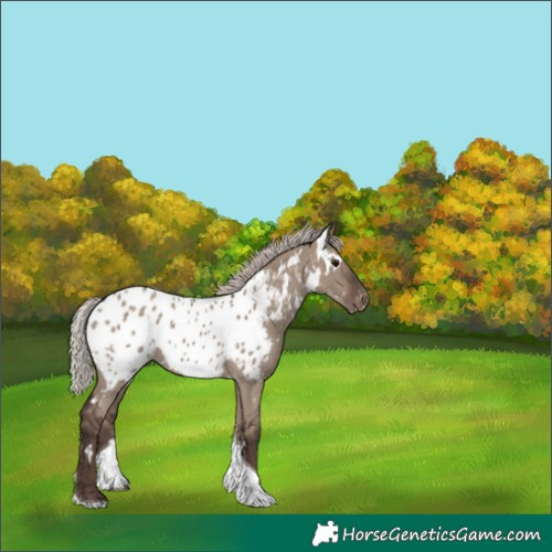 Horse Color:White Spotted Silver Grullo Tobiano Near Leopard 