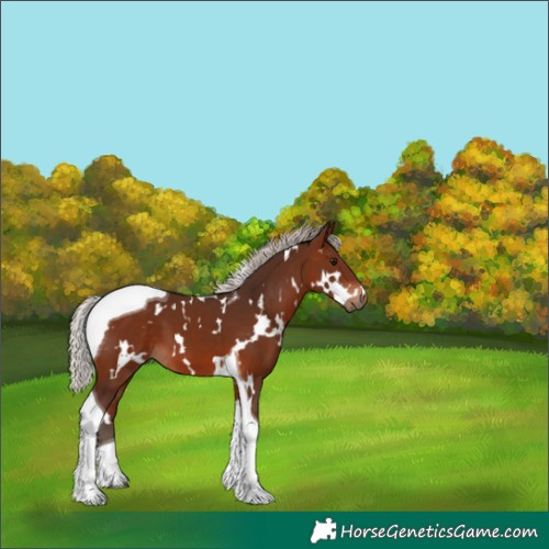 Horse Color:White Spotted Silver Brown Tobiano 
