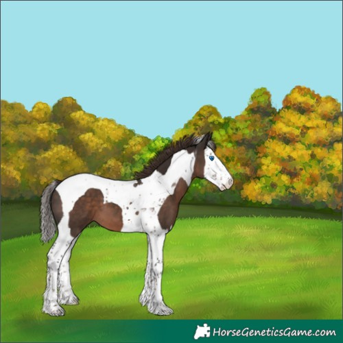 Horse Color:Liver Chestnut Splash Tobiano 