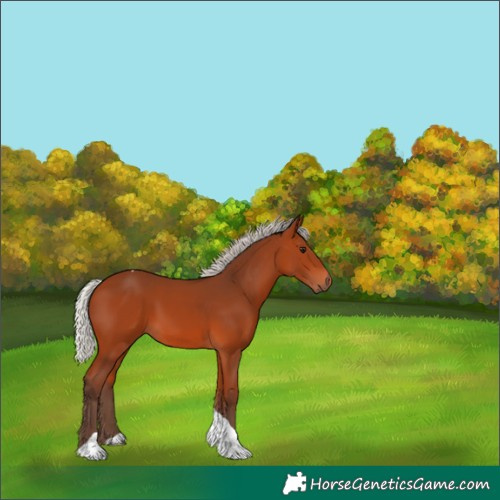 Horse Color:Silver Bay Tobiano 