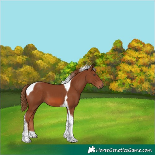 Horse Color:Chestnut Tobiano 