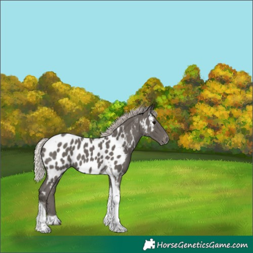 Horse Color:Silver Black Tobiano Near Leopard 