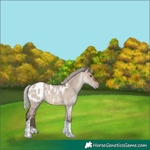 Horse Color:Silver Brown Roan Dun Tobiano Blanket 
