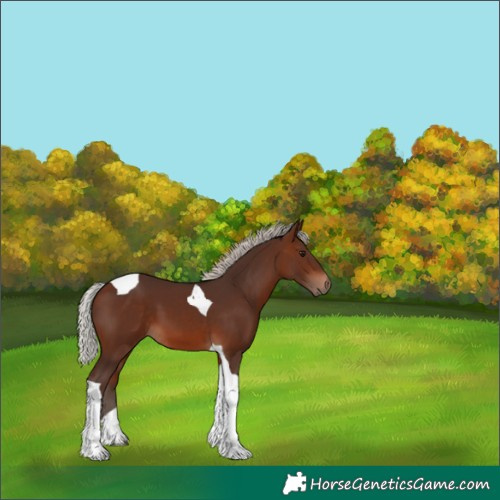 Horse Color:Silver Brown Tobiano 