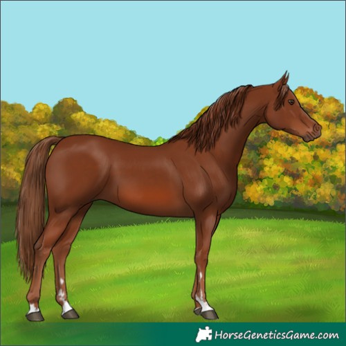 Horse Color:Chestnut 