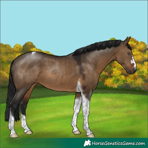 Horse Color:Gray Brown Dun Tobiano Rabicano 
