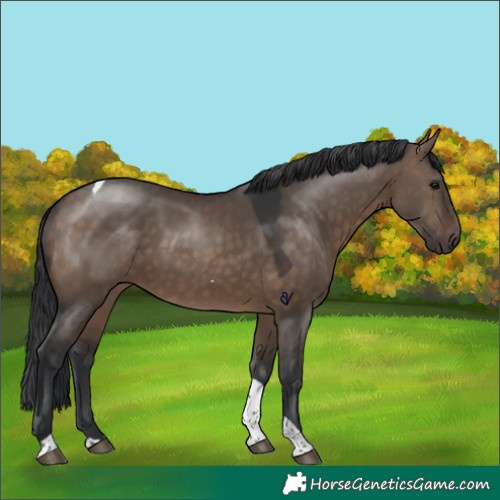 Horse Color:Brown Dun Tobiano Rabicano 