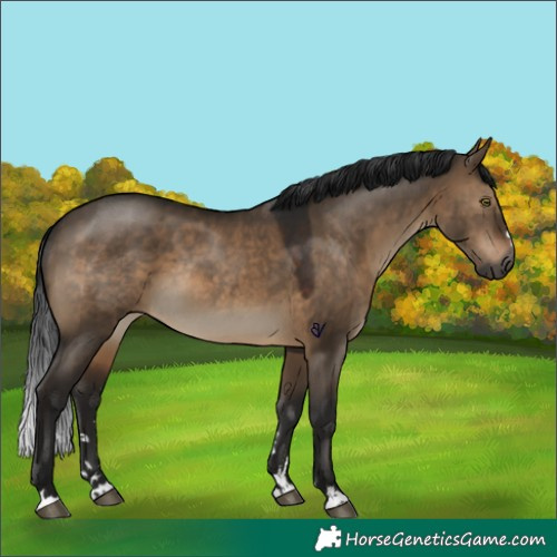 Horse Color:Gray Brown Dun Rabicano 