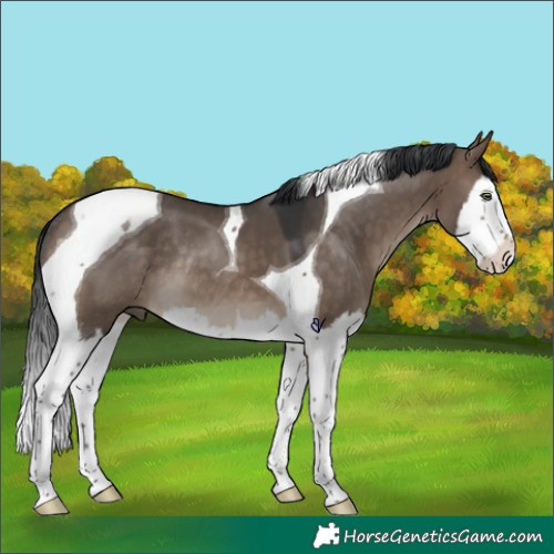 Horse Color:Brown Dun Splash Tobiano Rabicano 