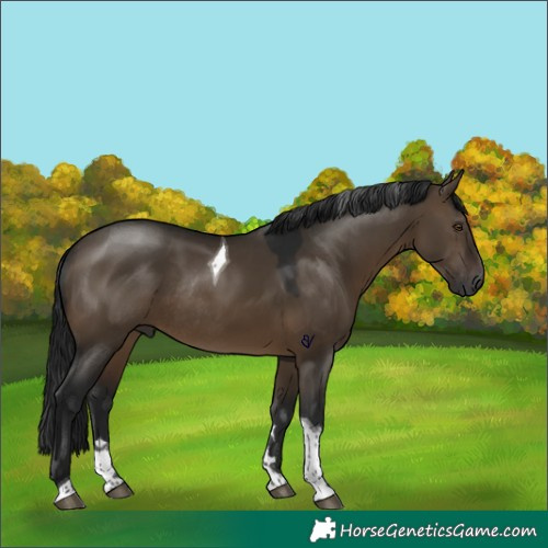 Horse Color:Gray Brown Dun Tobiano Rabicano 