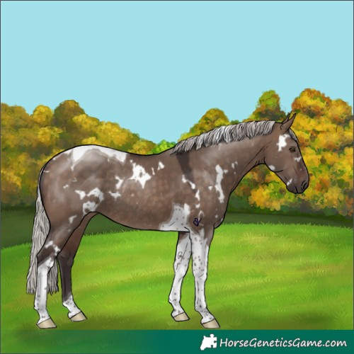 Horse Color:White Spotted Silver Brown Dun Tobiano Rabicano 