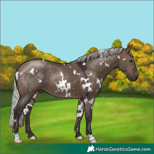Horse Color:White Spotted Silver Brown Dun Rabicano 