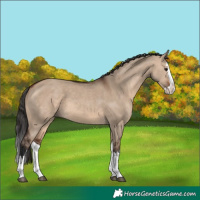 Horse Color:Brown Dun Splash 
