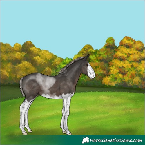 Horse Color:Gray Silver Black Splash 