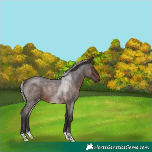 Horse Color:Silver Brown Roan 