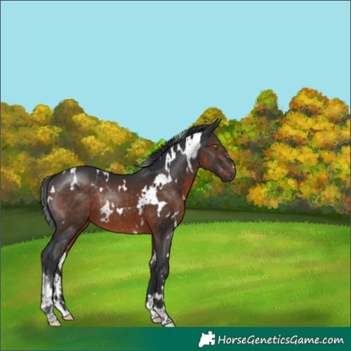 Horse Color:White Spotted Brown Rabicano 
