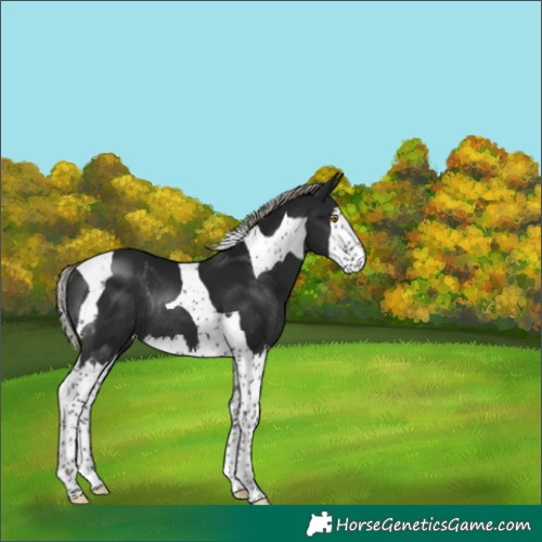 Horse Color:Gray Silver Brown Splash Tobiano Rabicano 