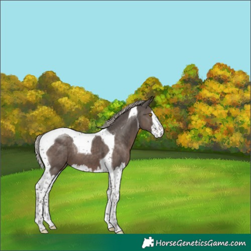 Horse Color:Silver Black Splash Tobiano Rabicano 