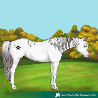 Horse Color:White Spotted Brown Dun Blanket