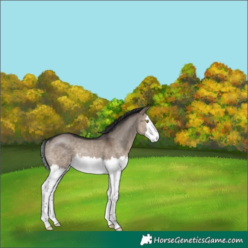 Horse Color:Brown Dun Splash Rabicano 