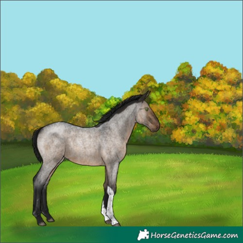 Horse Color:Gray Brown Roan Dun Tobiano Rabicano 
