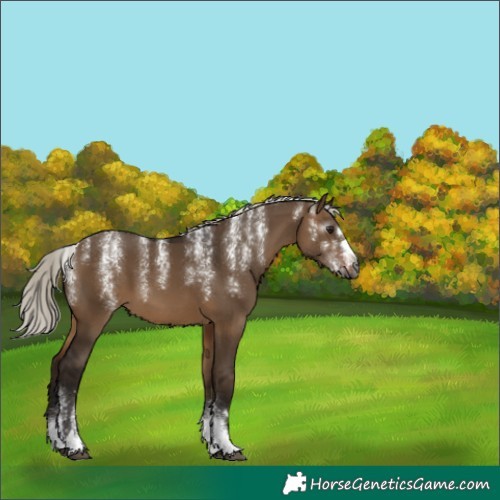 Horse Color:Powder White Gray Silver Bay Dun 