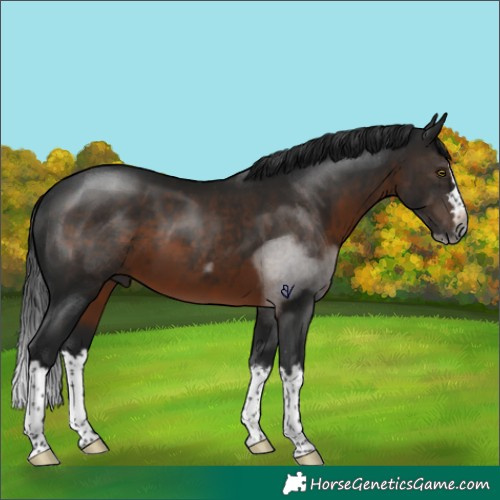 Horse Color:Gray Brown Splash Rabicano 