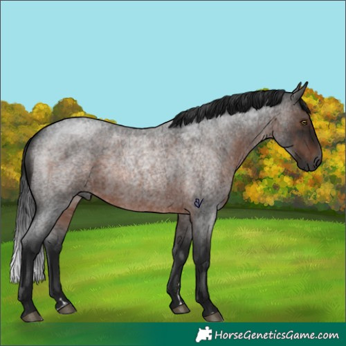Horse Color:Gray Brown Roan Rabicano 