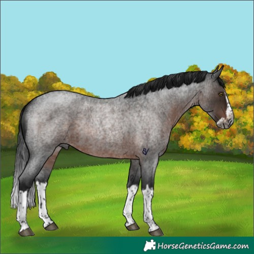 Horse Color:Gray Brown Roan Splash Rabicano 