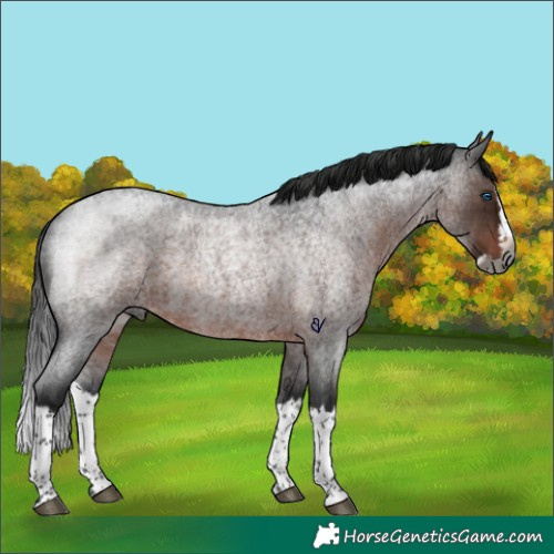 Horse Color:Gray Brown Roan Splash Rabicano 