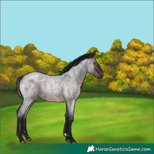 Horse Color:Gray Brown Roan Rabicano 