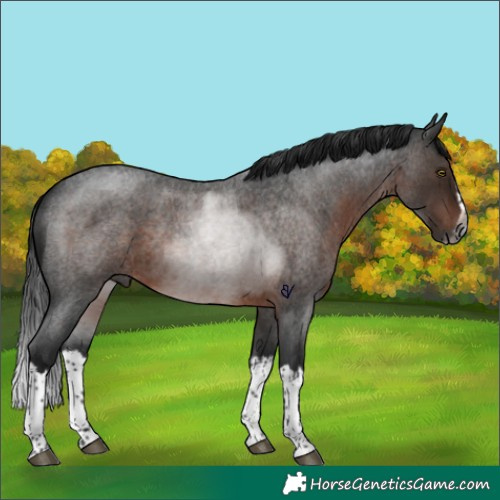 Horse Color:Gray Brown Roan Splash Rabicano 