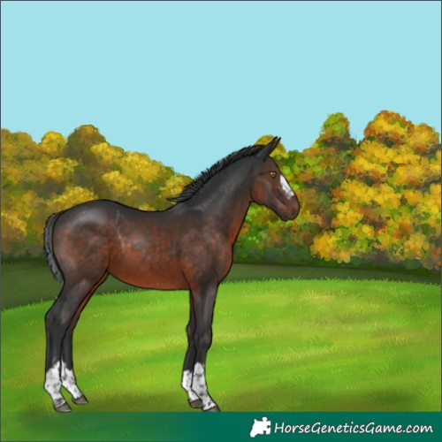 Horse Color:Brown Rabicano 