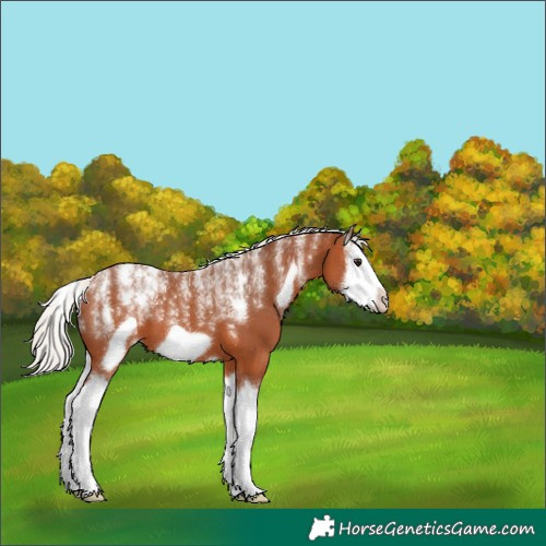 Horse Color:Powder White Silver Bay Splash Frame 