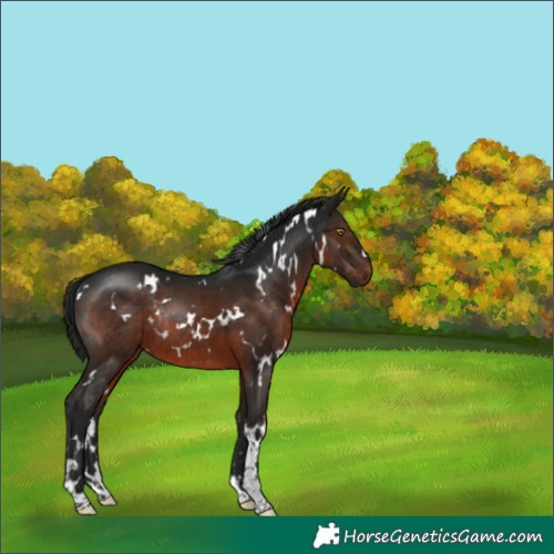 Horse Color:Gray White Spotted Brown Rabicano 