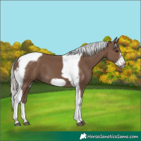 Horse Color:Silver Black Tobiano Frame