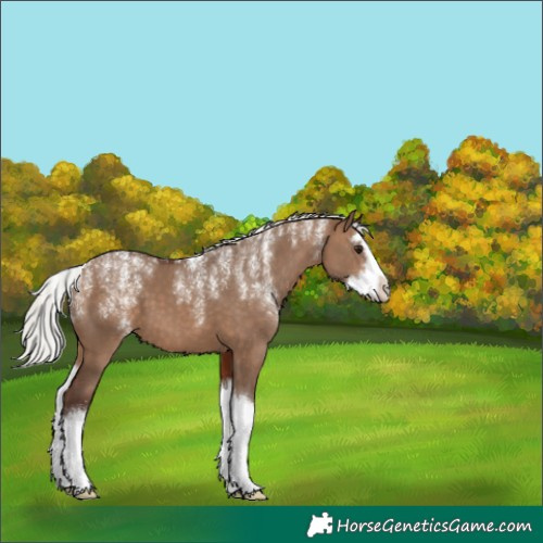Horse Color:Powder White Silver Bay Dun Splash 