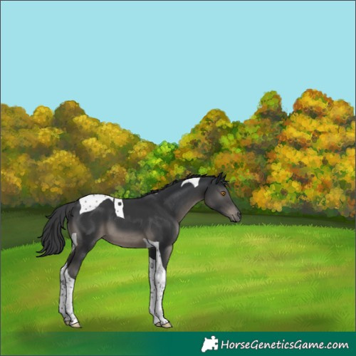 Horse Color:Black Tobiano 