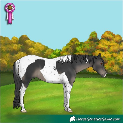 Horse Color:Black Tobiano 