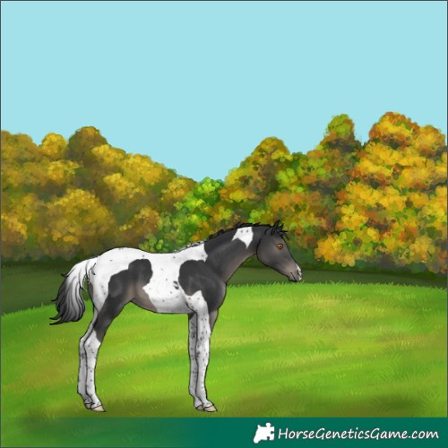 Horse Color:Black Tobiano 