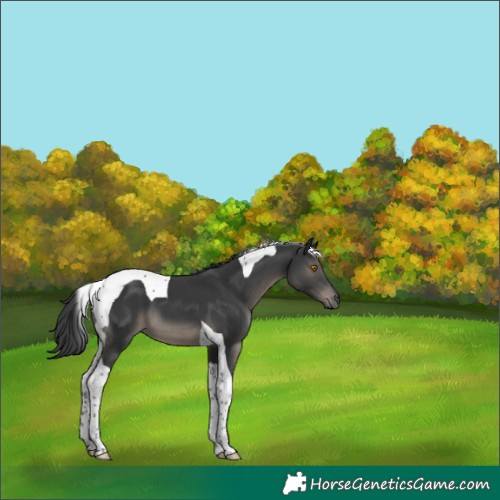 Horse Color:Black Tobiano 