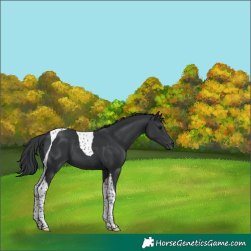 Horse Color:Black Tobiano 